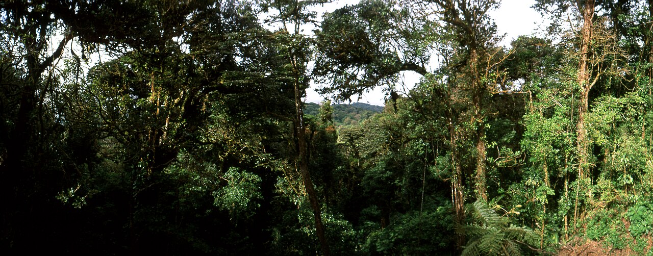 Clud forest at Monteverde Reserve. Costa Rica