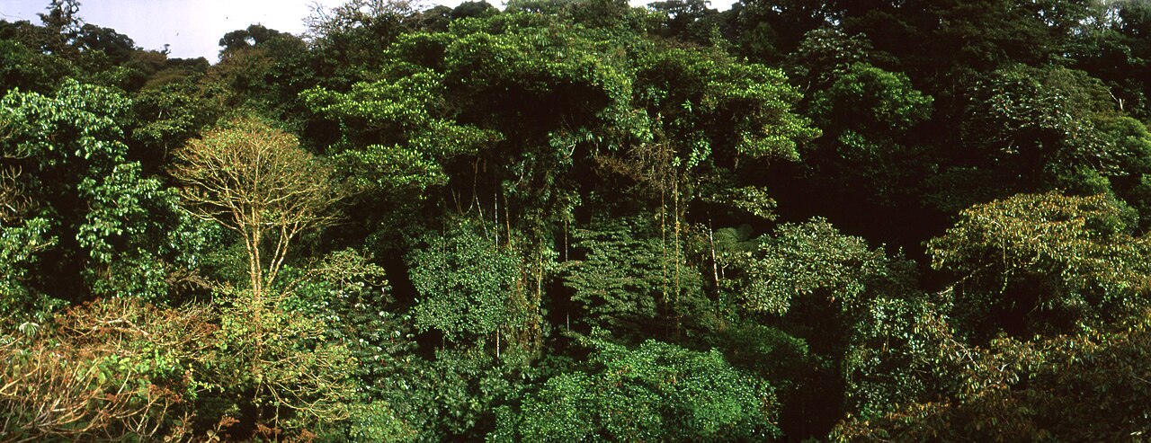 Clud forest at Monteverde Reserve. Costa Rica