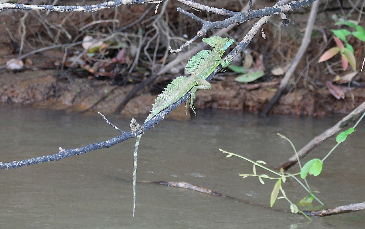 Common basilisk (Basiliscus basiliscus) in Caño Negro Wildlife Refuge, Costa Rica