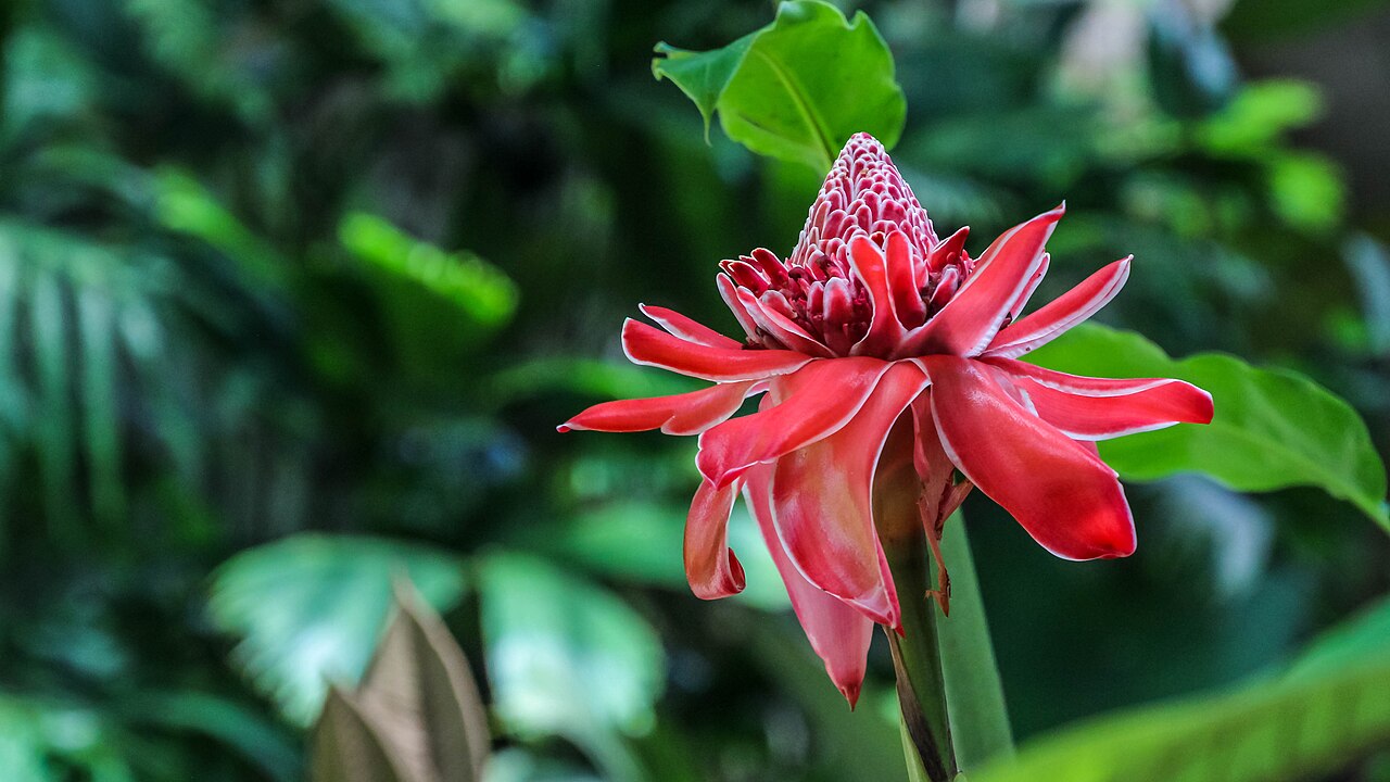Costa Rica: Limón: Veragua Rainforest (en:torch ginger (Etlingera elatior))