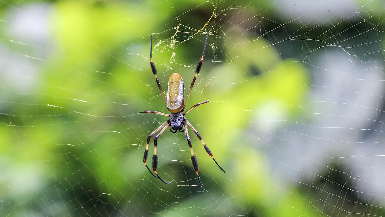 Costa Rica: Limón: Veragua Rainforest (golden silk spider (en:Trichonephila clavipes))