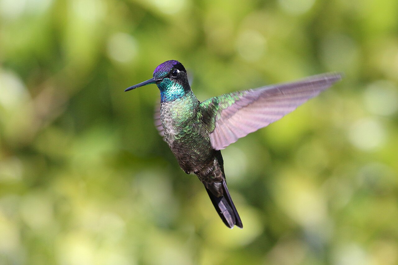 Rivoli's hummingbird (Eugenes fulgens), Costa RIca