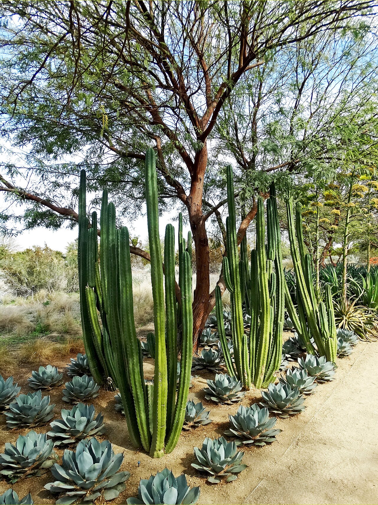 (1 in a multiple picture set)
One would think that a place that has cactus would not have much beauty.  And they would be wrong.