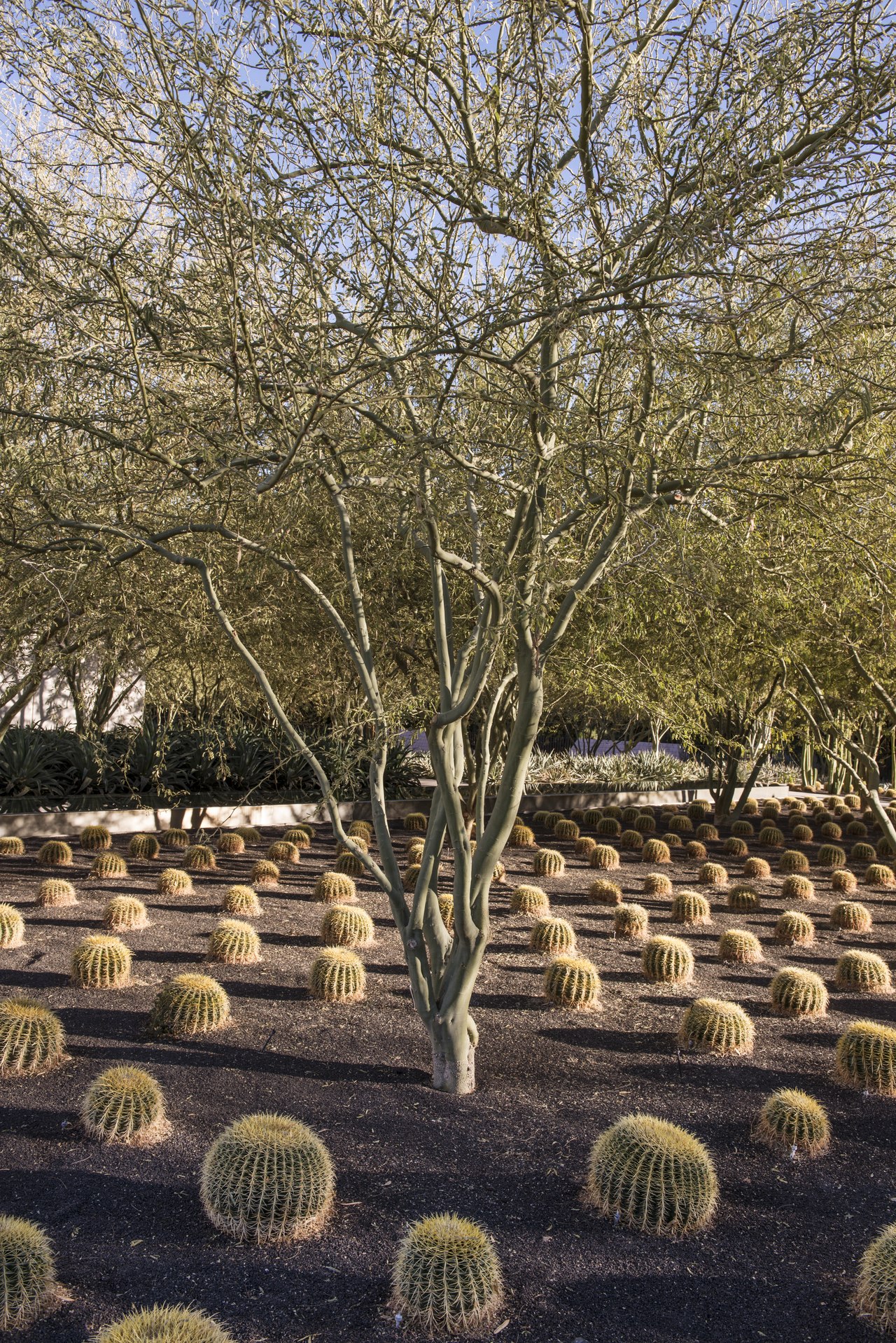 Title: Garden and grove outside the visitor center at Sunnylands, Rancho Mirage, California
Physical description: 1 photograph : digital, tiff file, color.

Notes: Title, date, and keywords provided b