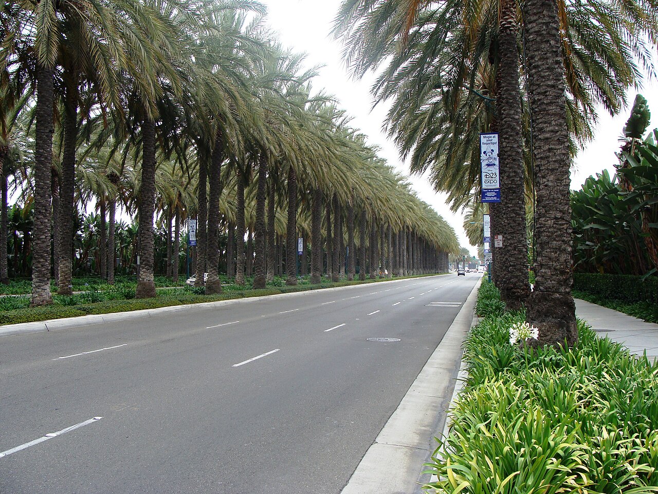 Avenue (landscape allée) of palm trees along a street in Anaheim, California. 
This street is located to the immediate south of Disneyland park, view is facing east.
The palm allée uses Date palms (Ph