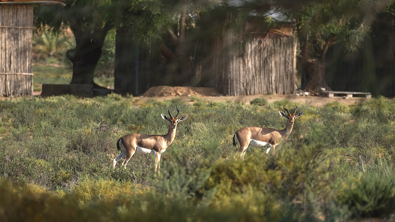 A tender moment is captured as a group of Arabian gazelles gather, their close bonds evident in their gentle interactions. Against the backdrop of the desert landscape, they form a portrait of unity a