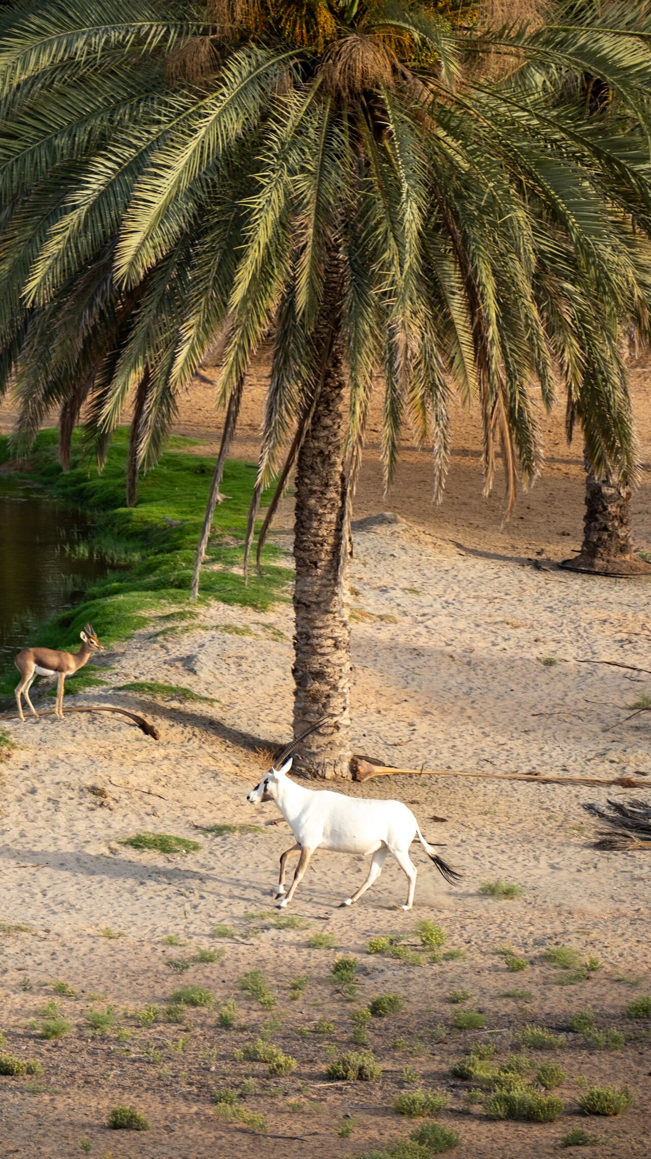 Arabian Oryx exudes an aura of grace and strength, its noble stature a testament to its resilience in the face of harsh desert conditions. As the winds whisper secrets of the sands and the sun casts l