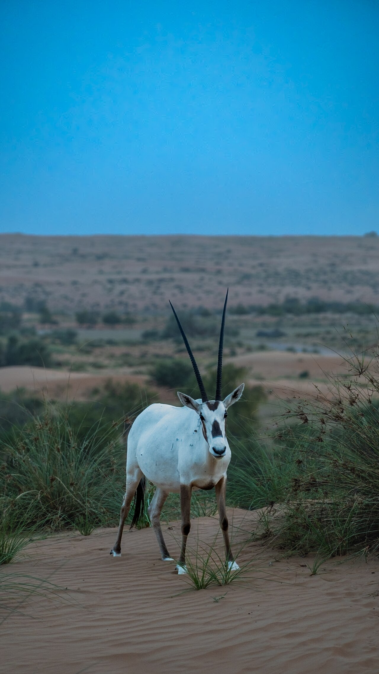 In the golden light of dawn, a majestic Arabian Oryx stands proudly amidst the shifting sands of the desert. Its elegant silhouette is etched against the horizon, a testament to resilience in an unfor