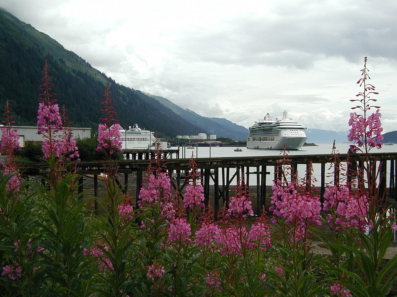 Fireweed in bloom indicates end of summer