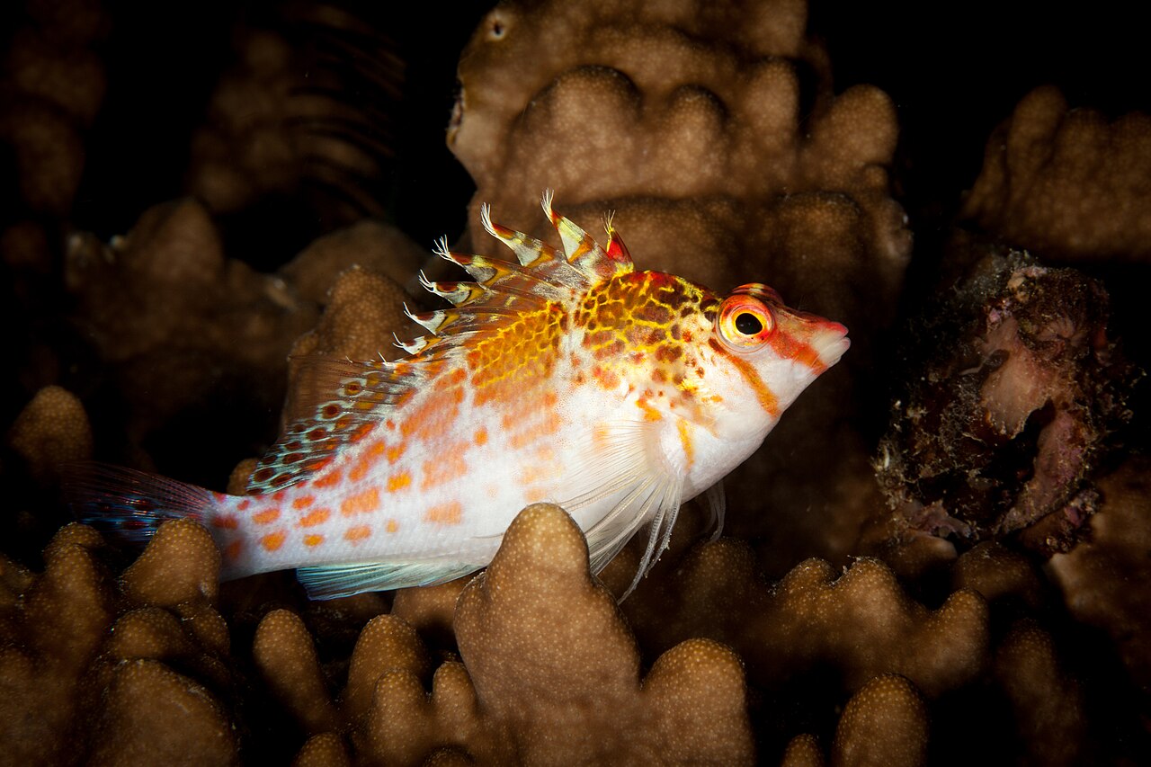 Dwarf hawkfish (Cirrhitichthys falco). Coast of Fiji