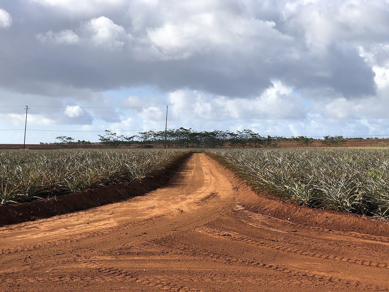 Dirt road between fields full of pineapple plants at the Dole Plantation in Oahu, Hawaii