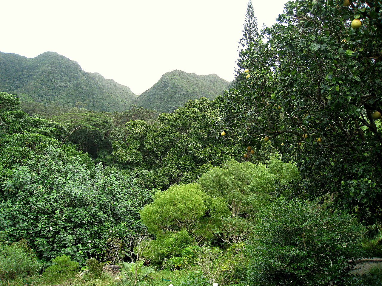 Native landscape with trees at the Lyon Arboretum, Oahu, Hawaii.