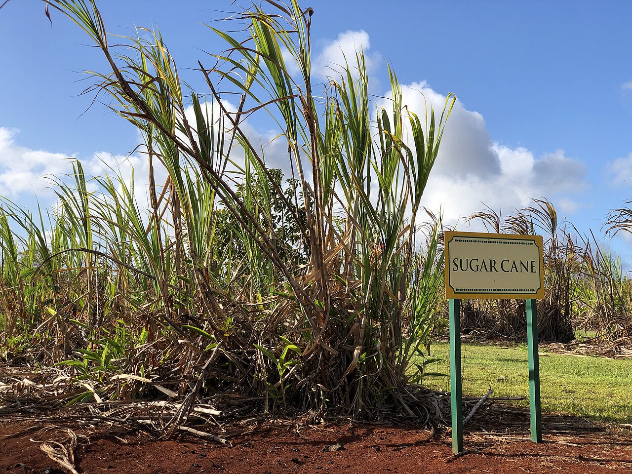 Sugar cane growing at the Dole Plantation in Oahu, Hawaii