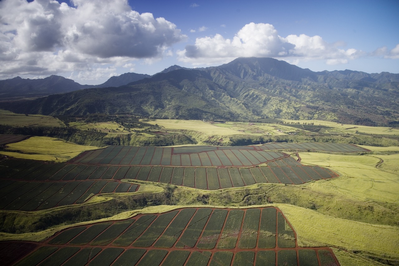 Title: Aerial view of pineapple fields, Oahu, Hawaii
Physical description: 1 photograph : digital, TIFF file, color.

Notes: Gift and purchase; Carol M. Highsmith; 2009; (DLC/PP-2010:031).; Credit lin