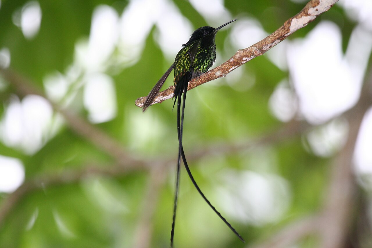 Black-billed Streamertail (Trochilus scitulus) photographed in northeastern Jamaica