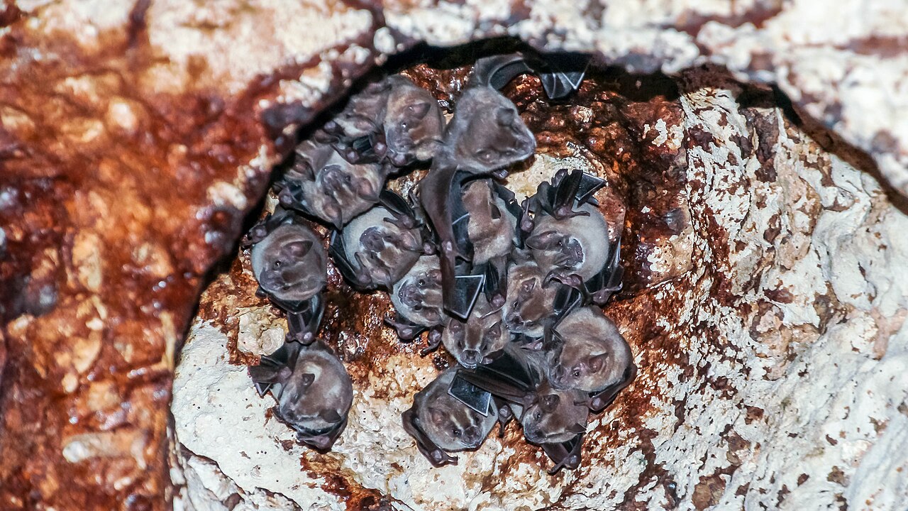 Jamaica: Green Grotto Caves (Bats (Microchiroptera))