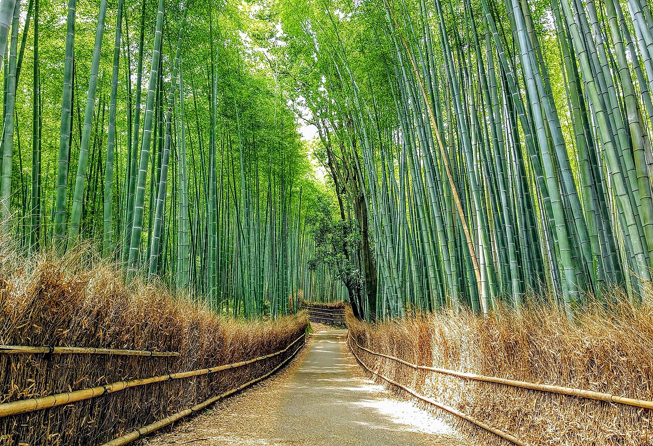 Arashiyama Bamboo Grove, Kyoto, Japan