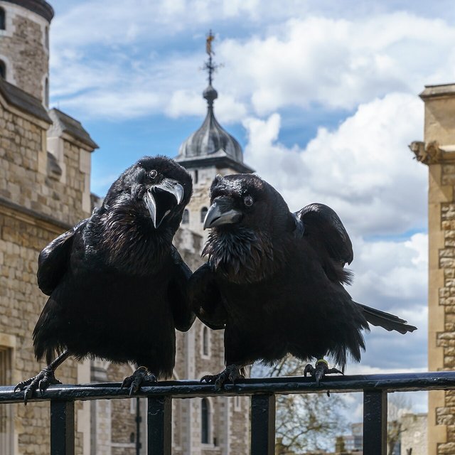 Jubilee and Munin, Ravens of the Tower of London. Jubilee was hatched in Somerset in 2012 and wears a gold band. He was given to the Queen on her Diamond Jubilee. Munin was hatched in North Uist in 19