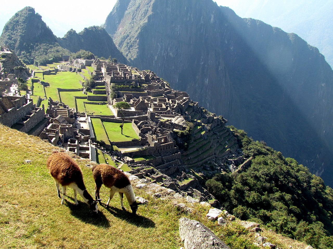 175 Llamas chewing the grass Machu Picchu Peru 2438