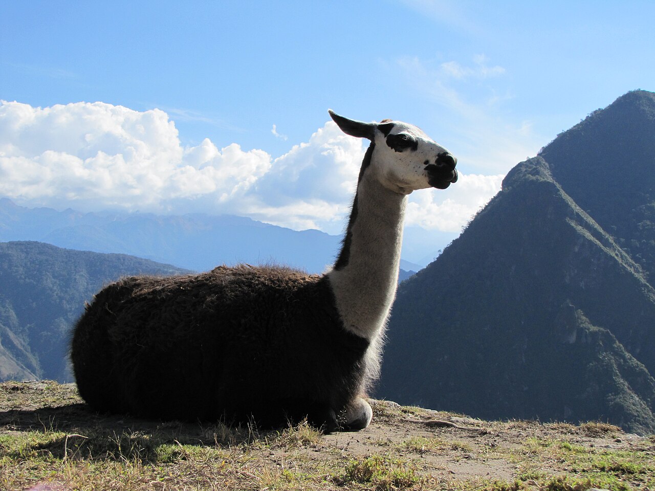 Llama on the Terraces, Machu Picchu, Peru