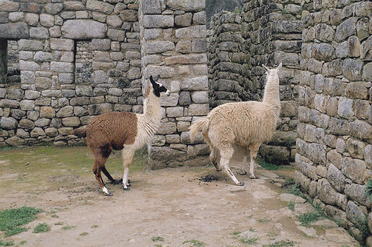 Residential Quarters, Machu Picchu, c. 1450 AD