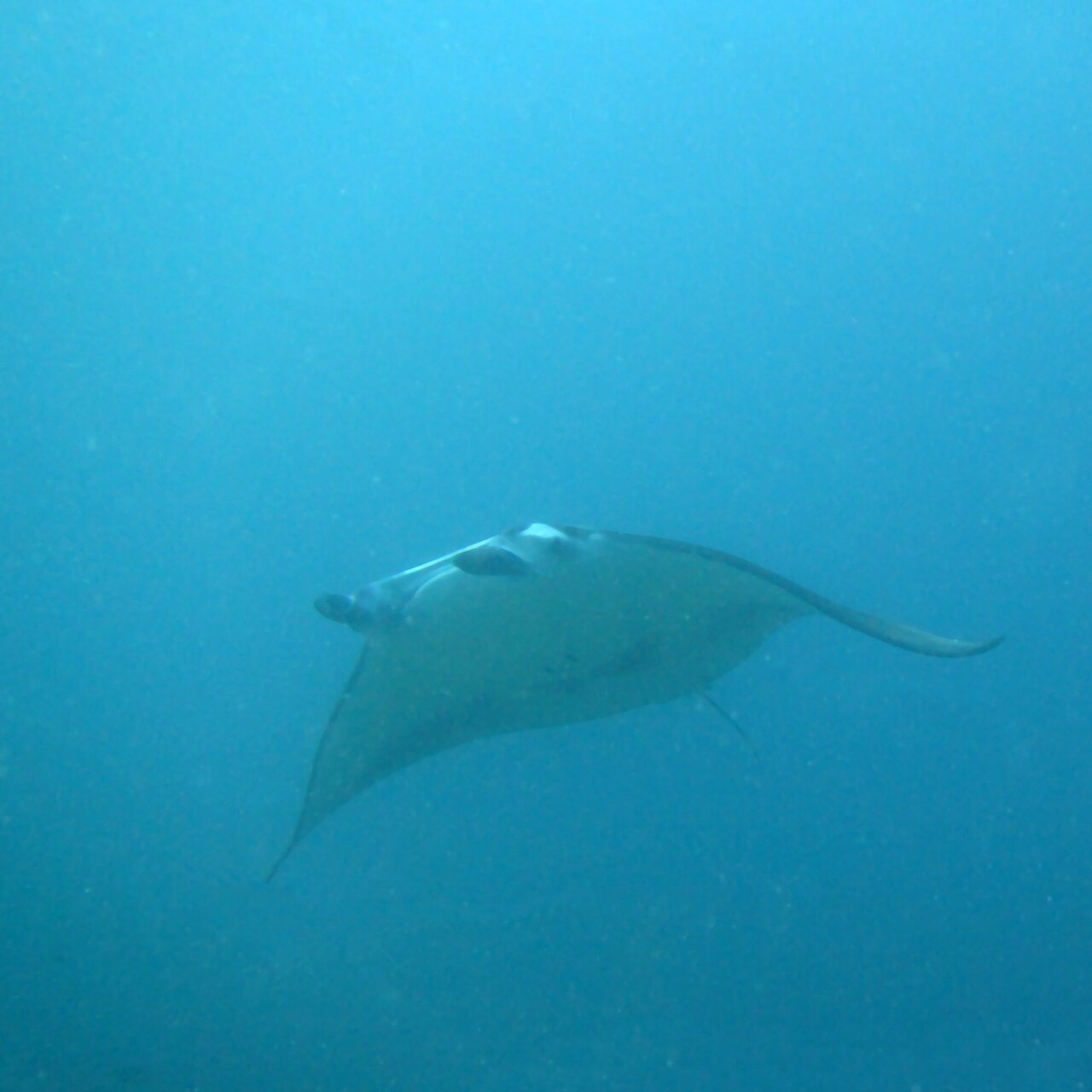 500px provided description: Manta Ray [#travel ,#fish ,#maldives ,#underwater ,#diving ,#dive ,#scuba ,#scuba diving]