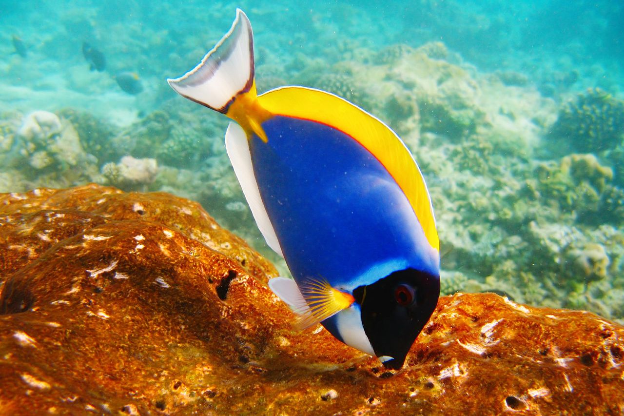 Fish are found in an extraordinary range of habitats, from mountain streams to hot springs and at depths below 7,000 meters. There are some 20,000 species of fish and the Maldivian reefs and seas boas