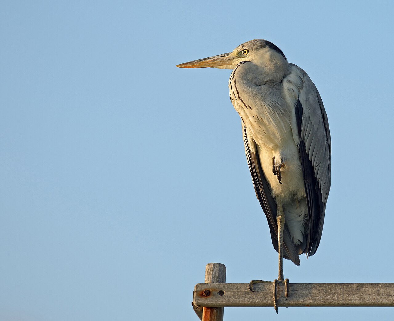Grey heron at sunset in Eriyadu, Maldives.
