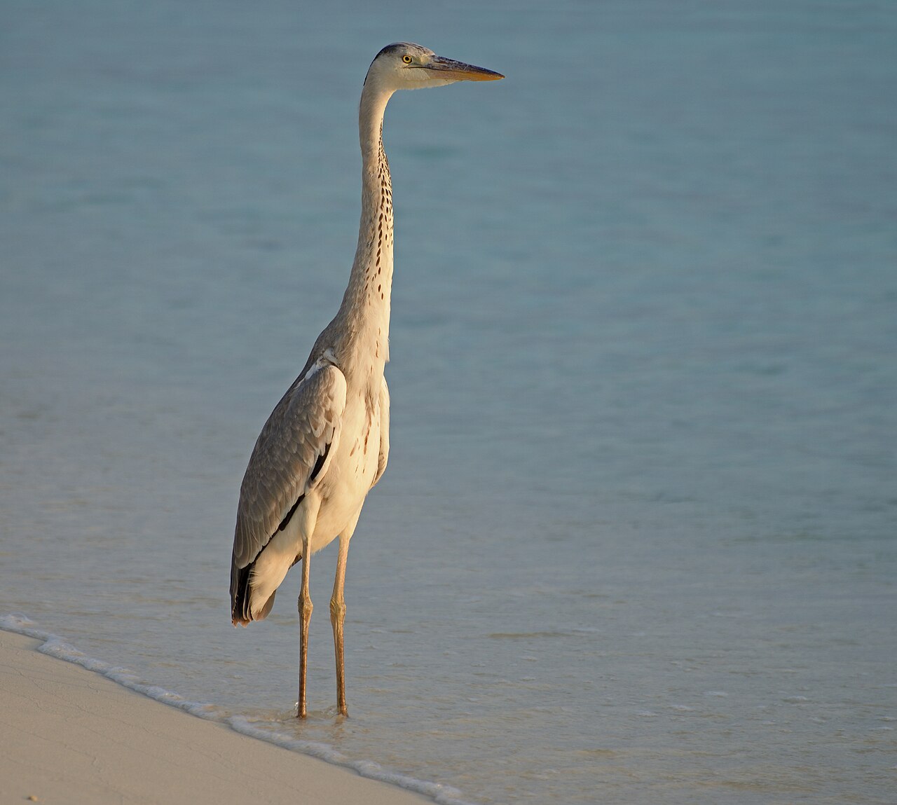 Grey heron in the sunset light. Eriyadu, Maldives