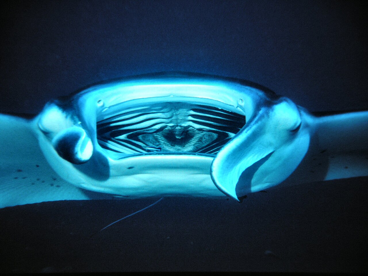 Reef Manta (Manta alfredi) with a cleaner fish in its mouth. Fesdu island (Ari Atoll), Maledives. 10.01.1990