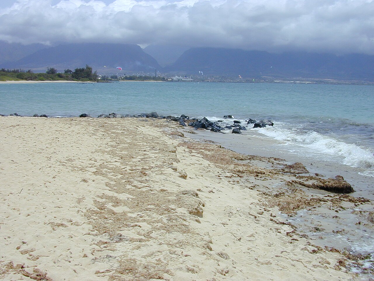 Tournefortia argentea (Tree heliotrope)
View kitesurfers at Kanaha Beach, Maui, Hawaii.
July 04, 2001
>#010704-0028 

Image Use Policy
Also known as Heliotropium foertherianum.