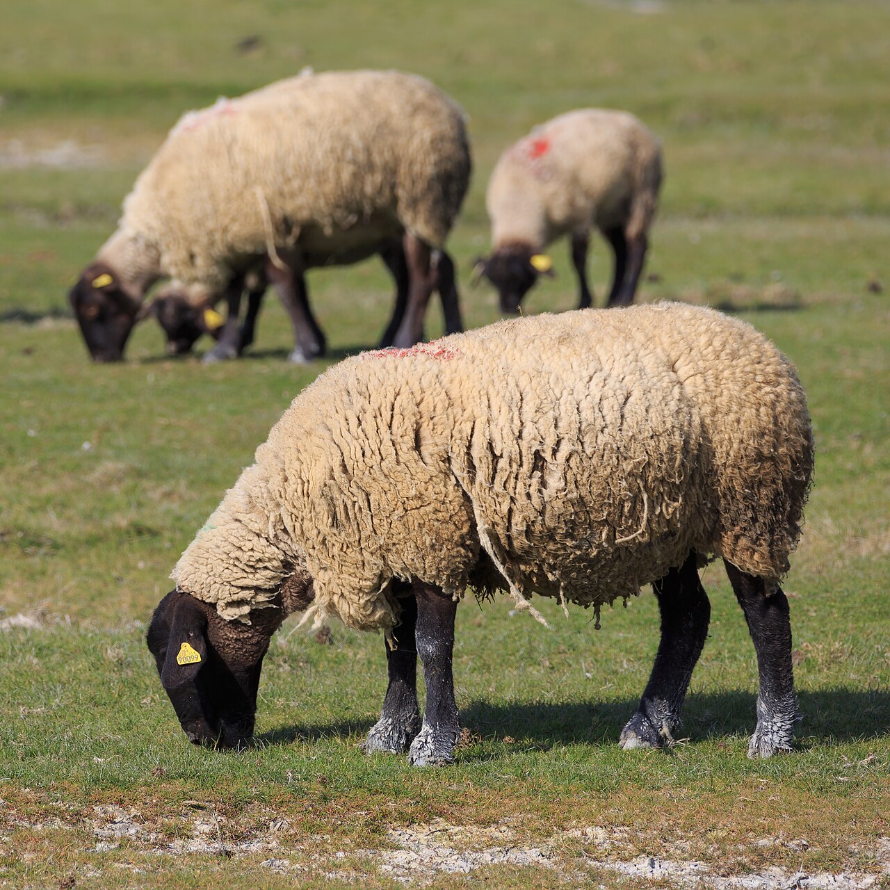 Le Mont-Saint-Michel, France: Salt meadow sheeps grazing near Le Mont-Saint Michel.