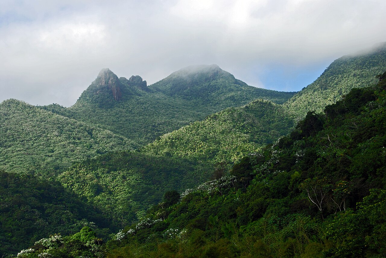 At El Yunque National Forest, a tropical rain forest managed by the USDA - Forest Service  /  views from Yokahú Tower, an observation tower built in 1963