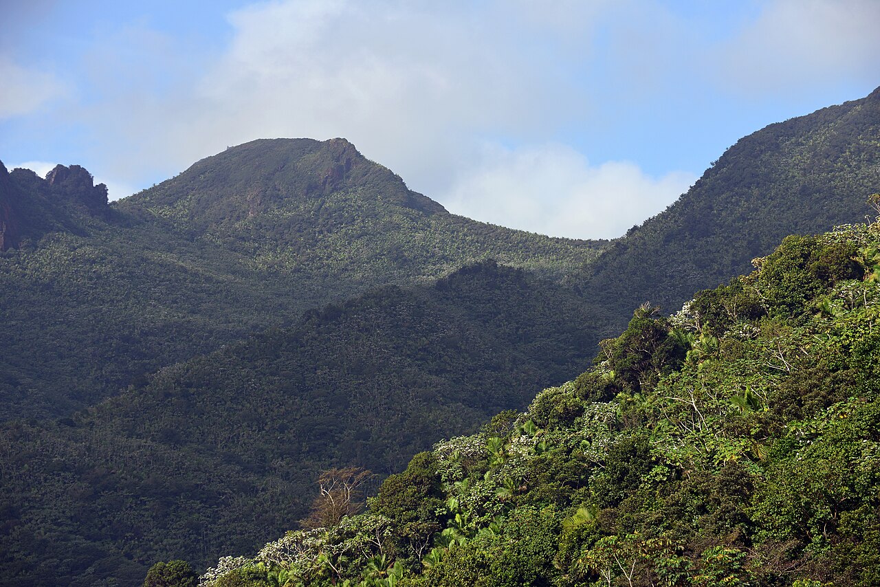At El Yunque National Forest, a tropical rain forest managed by the USDA - Forest Service  /  views from Yokahú Tower, an observation tower built in 1963