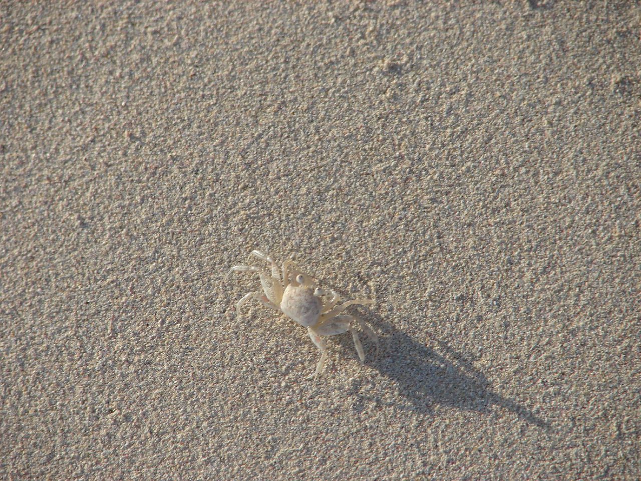 Crab on Flamenco Beach, on the island of Culebra, in Puerto Rico.