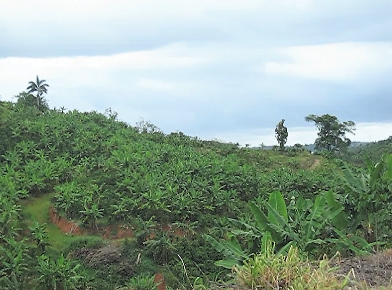 Panorama of banana trees in Espino in Lares, Puerto Rico. The view is from PR-435.