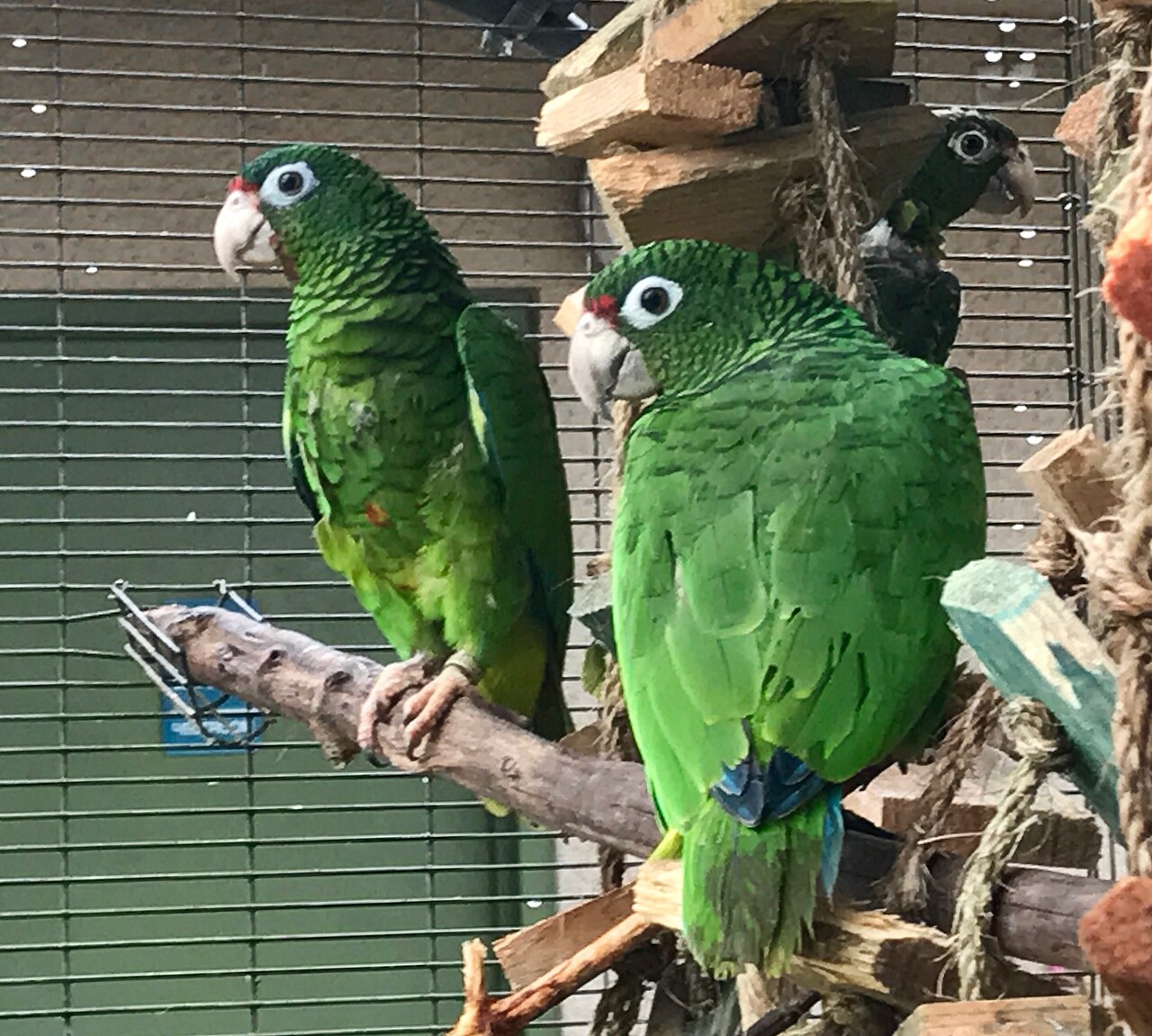 These two Puerto Rican parrots were photographed at the aviary in El Yunque National Forrest after Hurricane Maria.

Photo by Mark Davis, USFWS.