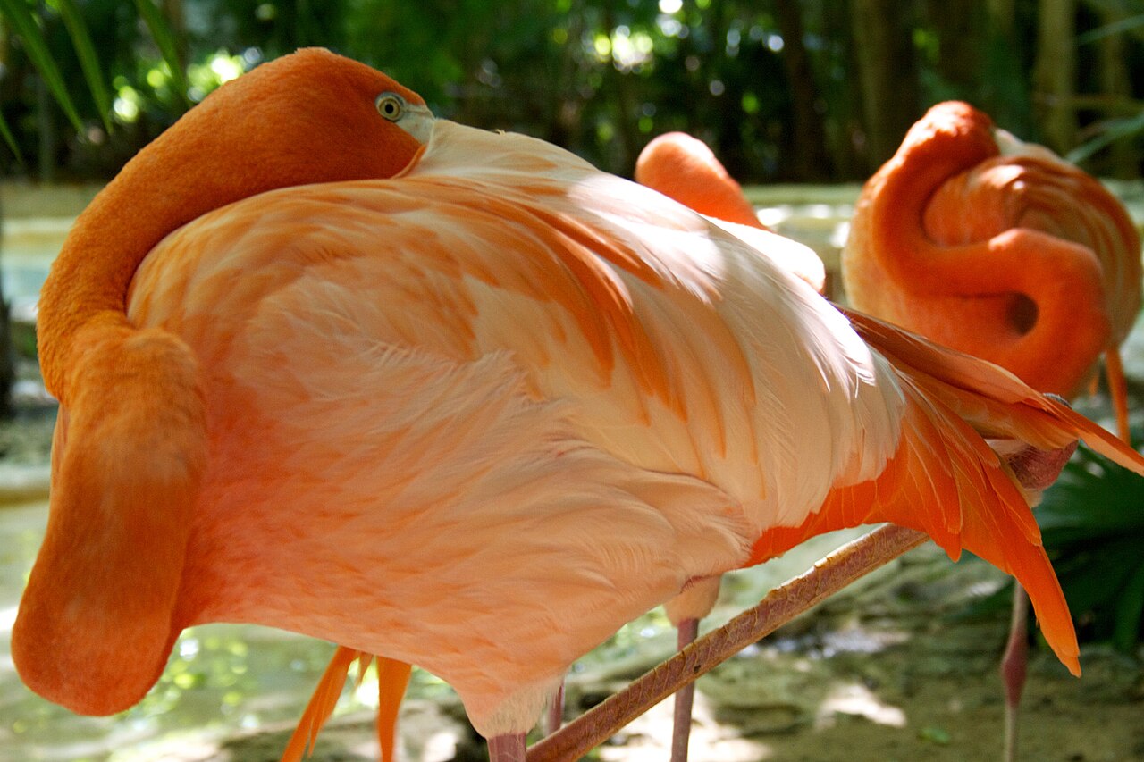 500px provided description: Flamingos at Xcaret Park in the Riviera Maya, Quintana Roo, Mexico []