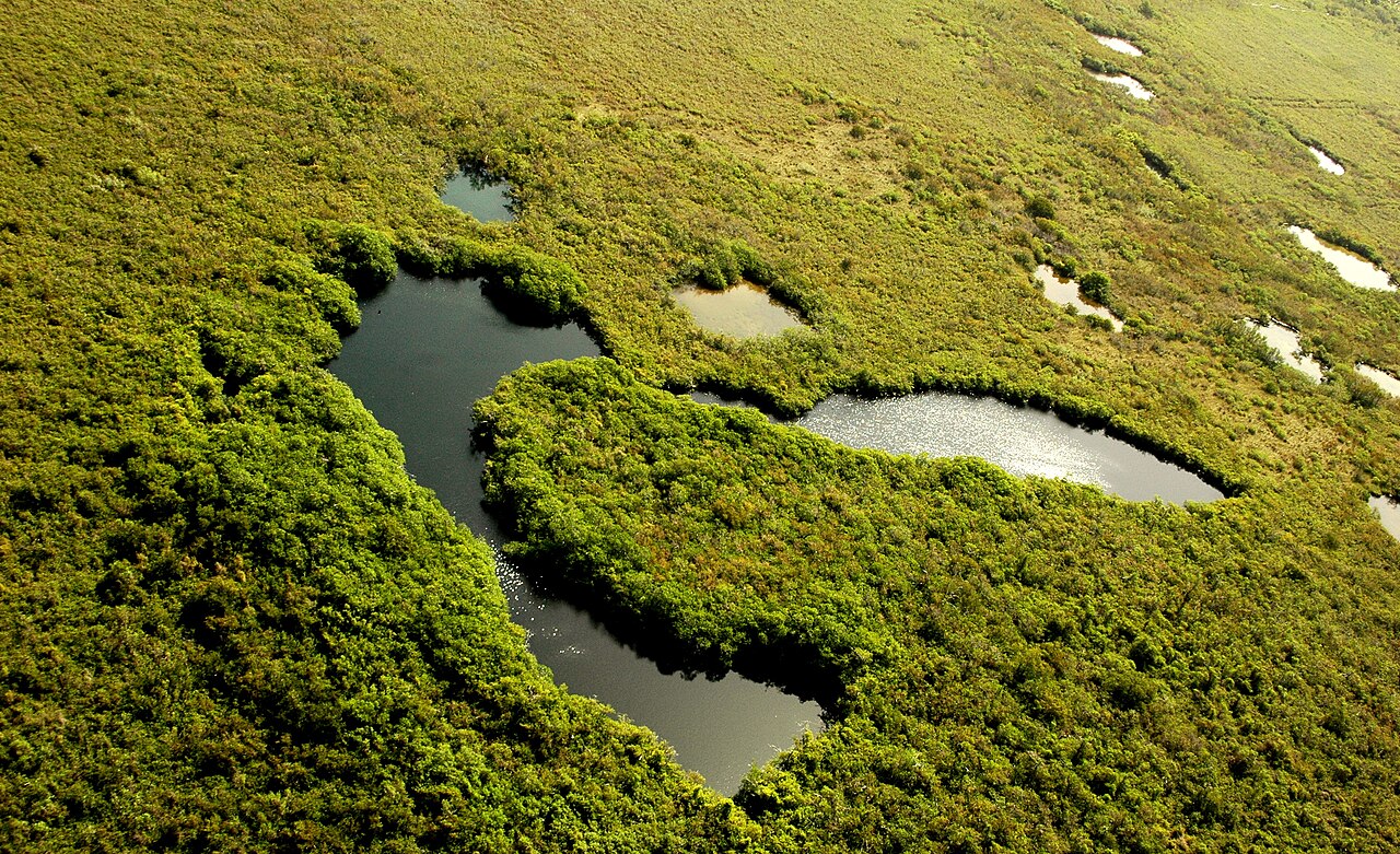 A magical sinkhole view: Jade colors from the jungle and healing waters  from  the mayan coast of Quintana Roo.