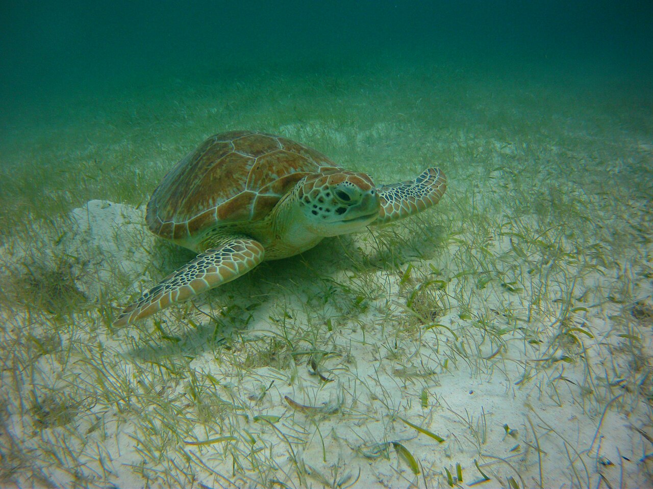 Green sea turtle (Chelonia mydas) swimming in the beaches of Akumal in Cancun (Mexico).