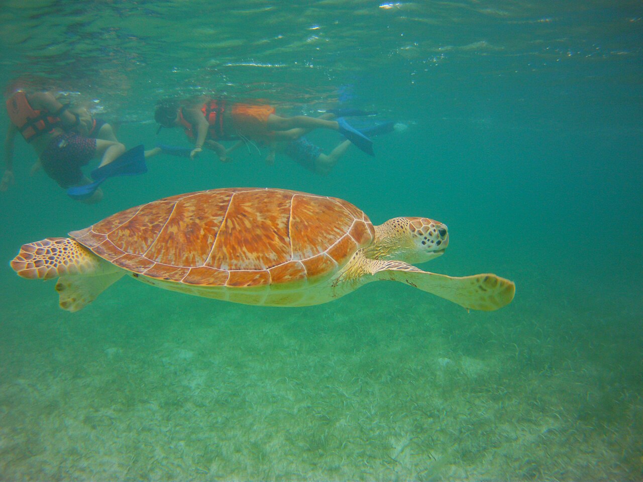 Green sea turtle (Chelonia mydas) swimming in the beaches of Akumal in Cancun (Mexico).