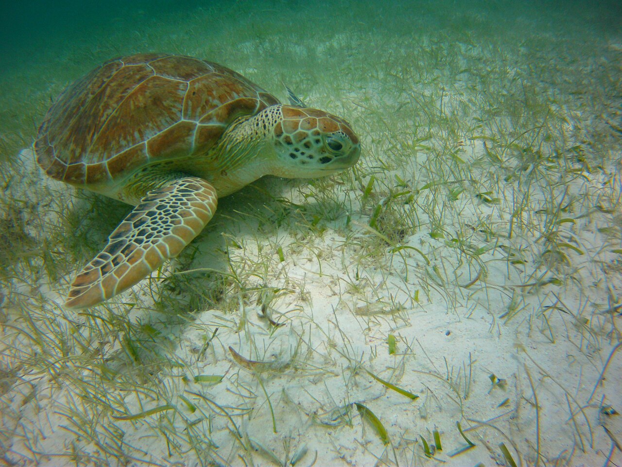 Green sea turtle (Chelonia mydas) swimming in the beaches of Akumal in Cancun (Mexico).
