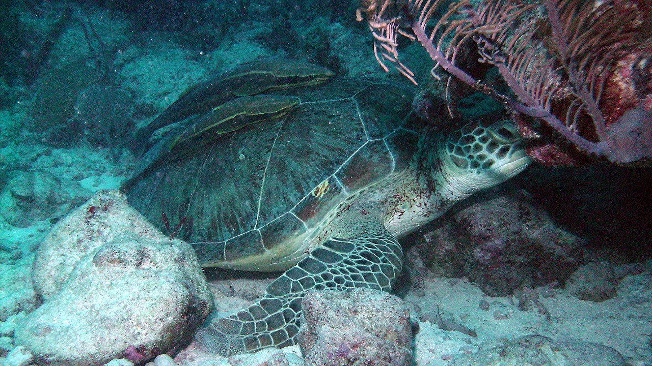 Las Redes. This is where we found a Turtle cleaning station. 5 turtles taking it easy while the remora fish were cleaning away
Ocean Diving was not as good as the cenotes. Unfortunately, you can also 