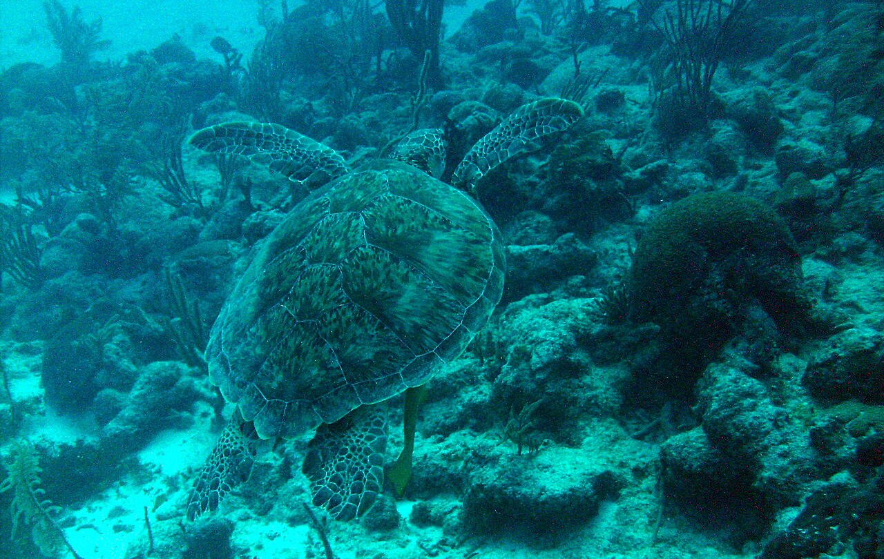 Las Redes. This is where we found a Turtle cleaning station. 5 turtles taking it easy while the remora fish were cleaning away
Ocean Diving was not as good as the cenotes. Unfortunately, you can also 