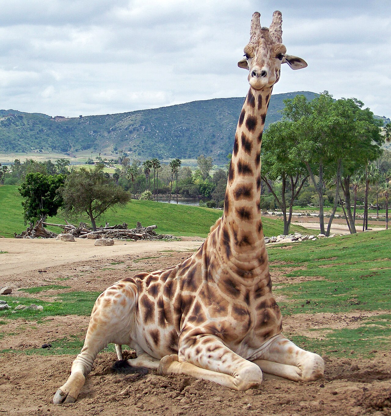 (1 in a multiple picture set)
One of the things Nancy Graham does is drive one of the open trucks which take visitors out into the "wild" part of Safari Park where the animals live as they would in Af