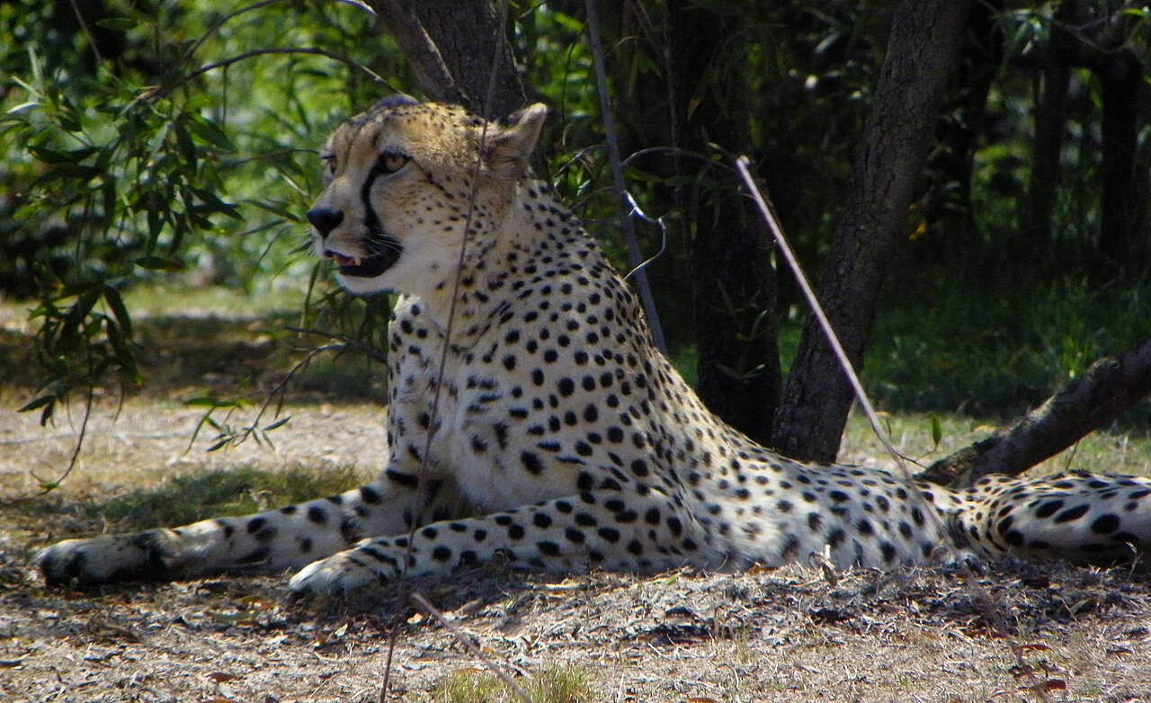 A cheetah at the San Diego Safari Park.