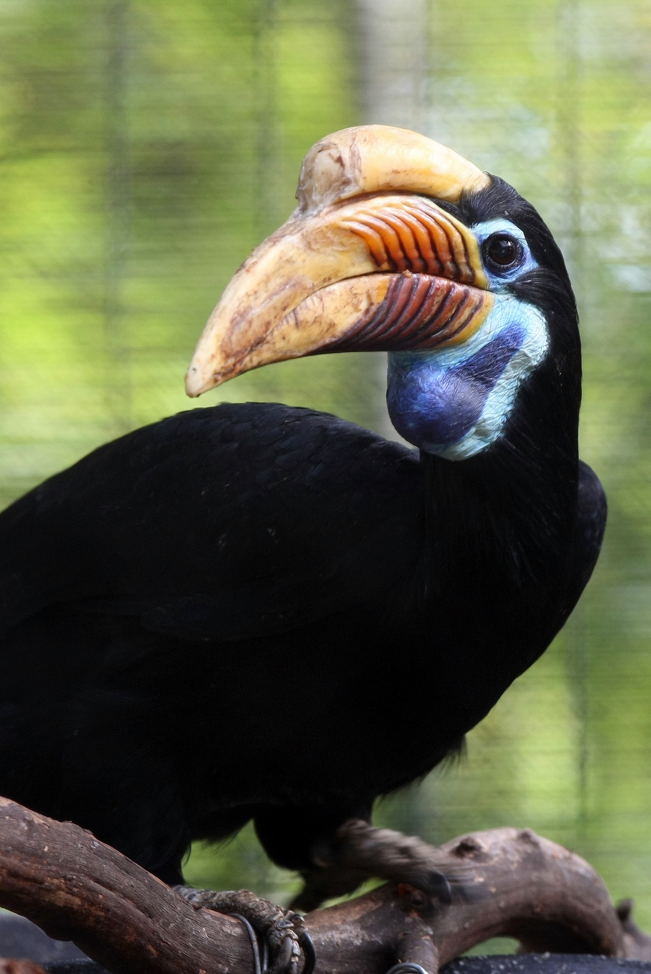 A female Knobbed Hornbill at San Diego Zoo, USA.