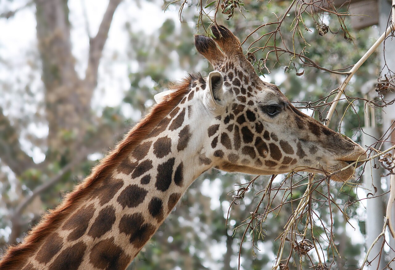 A giraffe (Giraffa camelopardalis tippelskirchi) in San Diego Zoo, California