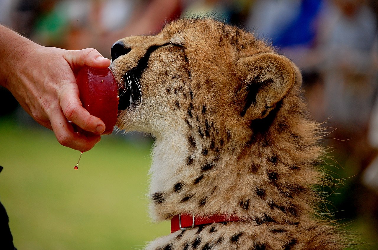 Carnivores, especially cats, are often offered "bloodcycles," a frozen mixture of beef blood and water. Yep--I think it's gross, but I'm not a cheetah.
