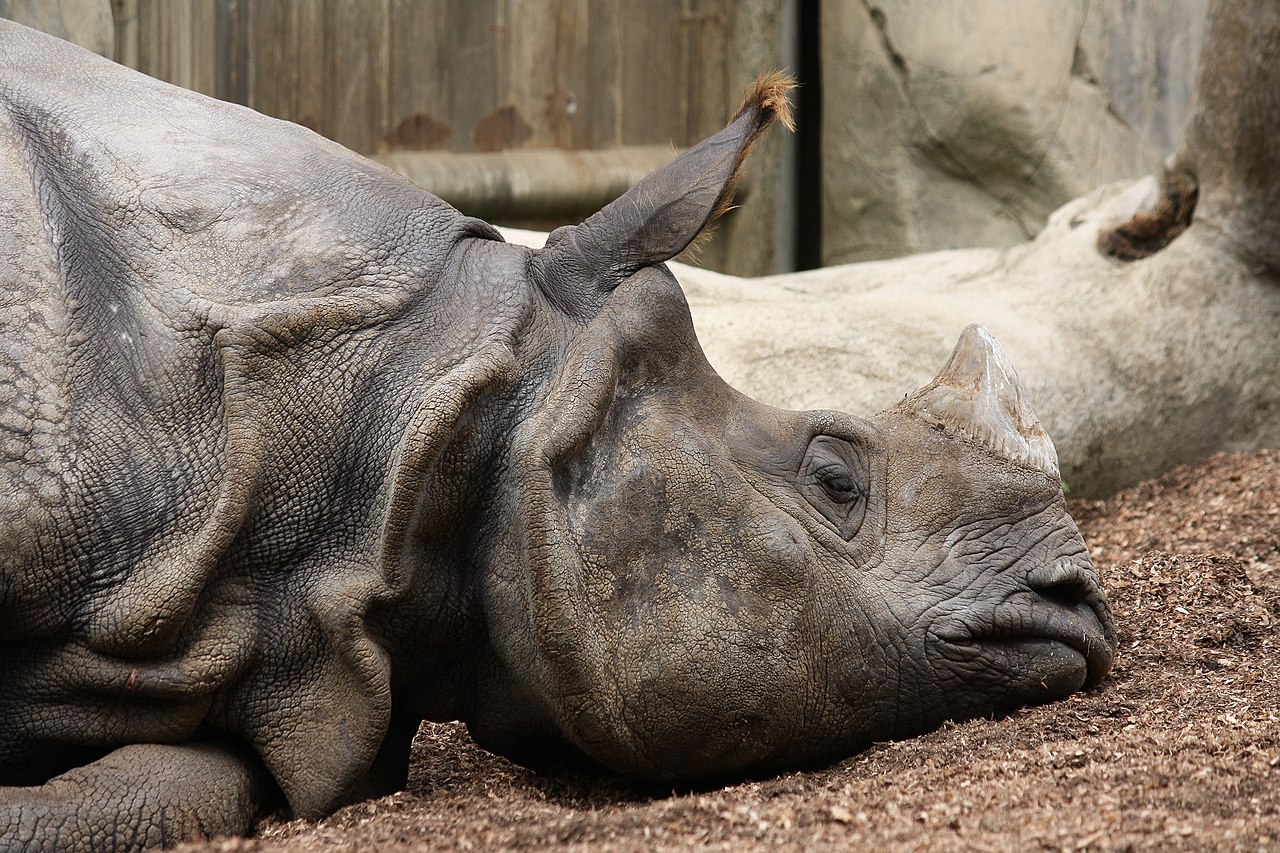 Indian rhinoceros (Rhinoceros unicornis) in San Diego Zoo, California